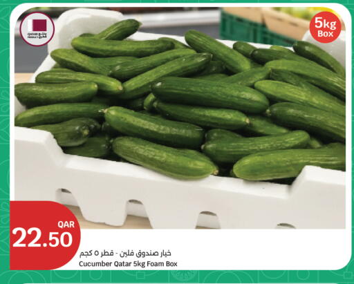 Cucumber from Qatar available at سيتي هايبرماركت in قطر - الشحانية