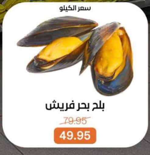 available at بيت الجملة in Egypt - القاهرة