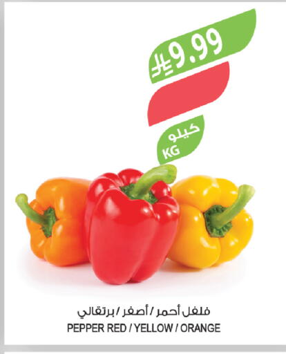 Orange Pepper available at المزرعة in مملكة العربية السعودية, السعودية, سعودية - الخفجي