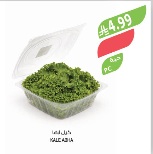 Kale available at المزرعة in مملكة العربية السعودية, السعودية, سعودية - الخفجي