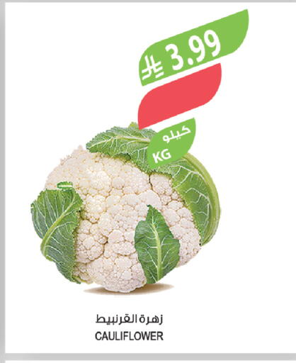 Cauliflower available at المزرعة in مملكة العربية السعودية, السعودية, سعودية - الخفجي
