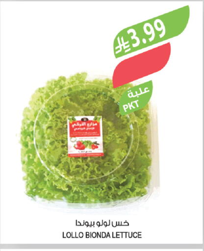 Lettuce available at المزرعة in مملكة العربية السعودية, السعودية, سعودية - عرعر