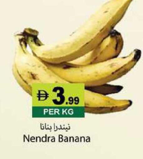 Banana available at زين مارت سوبرماركت in الإمارات العربية المتحدة , الامارات - رَأْس ٱلْخَيْمَة