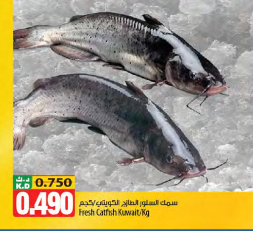 Mango available at Mango Hypermarket  in Kuwait - Jahra Governorate