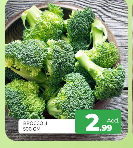 Broccoli available at المدينة in الإمارات العربية المتحدة , الامارات - الشارقة / عجمان
