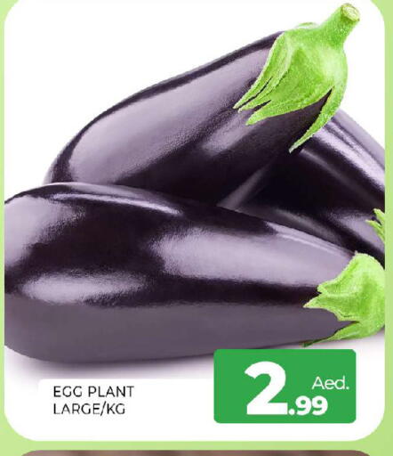 available at المدينة in الإمارات العربية المتحدة , الامارات - الشارقة / عجمان