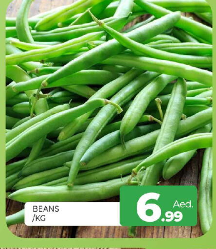 available at المدينة in الإمارات العربية المتحدة , الامارات - الشارقة / عجمان