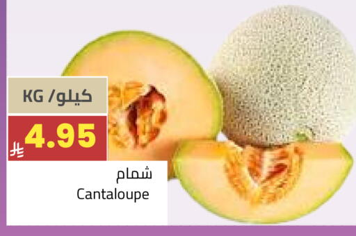 Cantaloupe available at Astra Markets in KSA, Saudi Arabia, Saudi - Tabuk