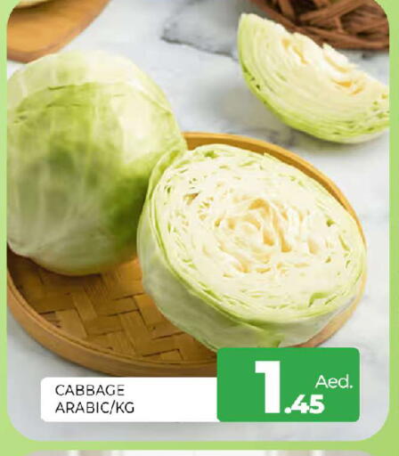 Cabbage available at المدينة in الإمارات العربية المتحدة , الامارات - الشارقة / عجمان