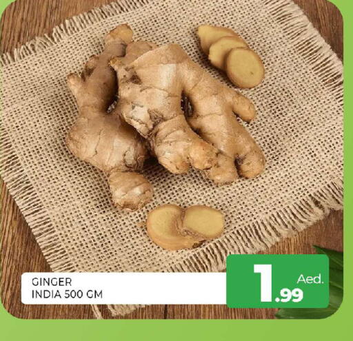 Ginger from India available at المدينة in الإمارات العربية المتحدة , الامارات - الشارقة / عجمان