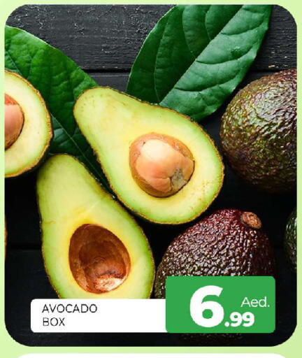Avocado available at المدينة in الإمارات العربية المتحدة , الامارات - الشارقة / عجمان