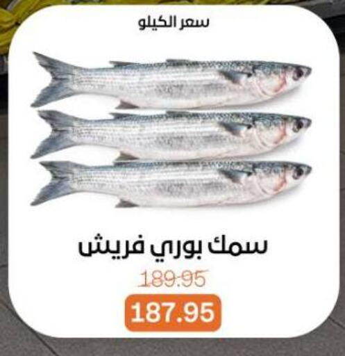 available at بيت الجملة in Egypt - القاهرة