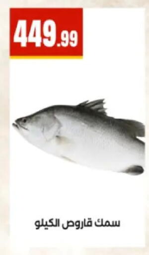 available at المحلاوي ستورز in Egypt - القاهرة