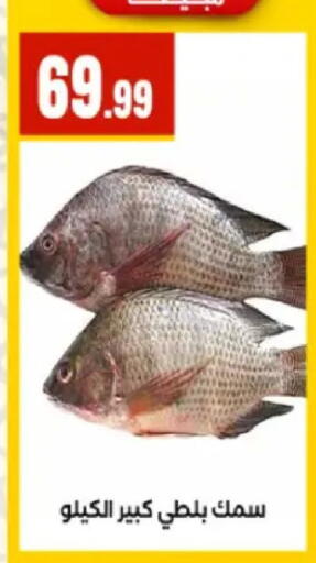 available at المحلاوي ستورز in Egypt - القاهرة