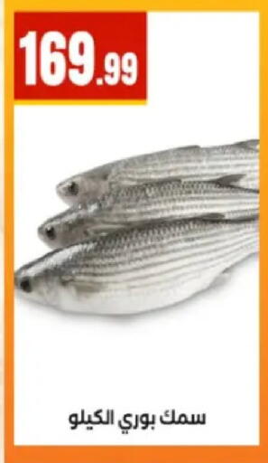 available at المحلاوي ستورز in Egypt - القاهرة