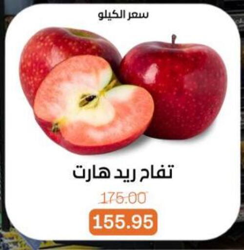 available at بيت الجملة in Egypt - القاهرة