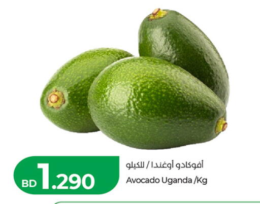 Avocado from Uganda available at لولو هايبر ماركت in البحرين