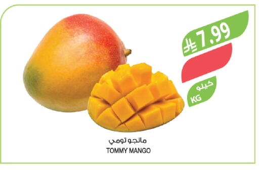 Mango available at المزرعة in مملكة العربية السعودية, السعودية, سعودية - تبوك