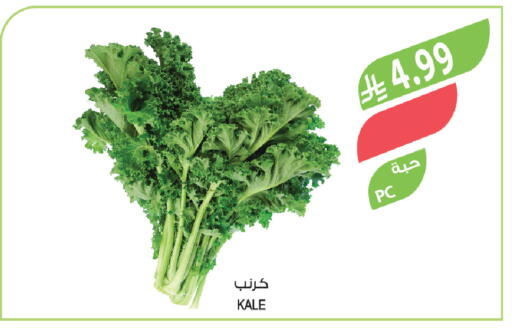 Kale available at Farm  in KSA, Saudi Arabia, Saudi - Al-Kharj