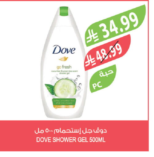 Cucumber available at المزرعة in مملكة العربية السعودية, السعودية, سعودية - تبوك