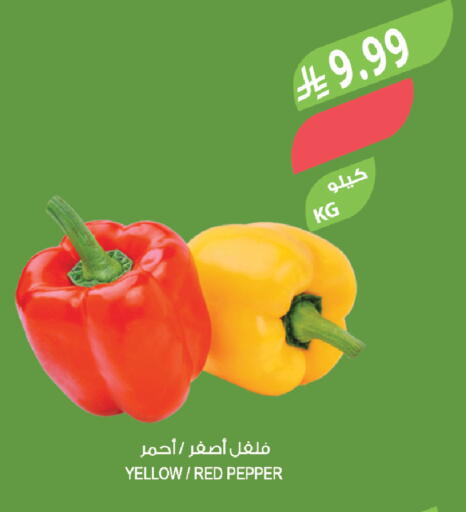 Pepper available at المزرعة in مملكة العربية السعودية, السعودية, سعودية - تبوك