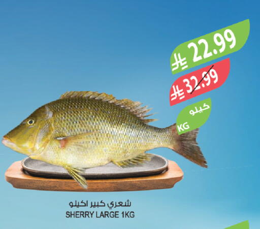 available at Farm  in KSA, Saudi Arabia, Saudi - Tabuk