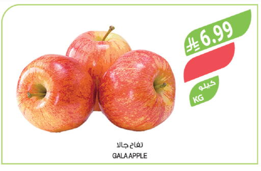 Apple available at Farm  in KSA, Saudi Arabia, Saudi - Sakaka