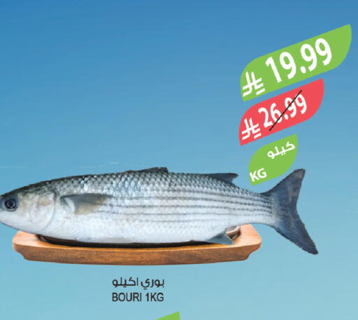 available at Farm  in KSA, Saudi Arabia, Saudi - Sakaka