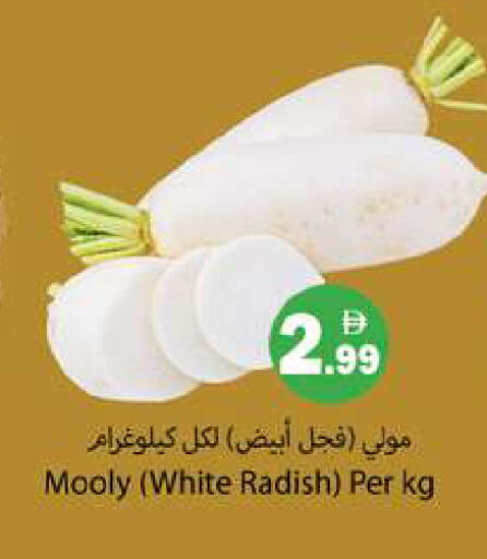 Radish available at جلف هايبرماركت ذ.م.م in الإمارات العربية المتحدة , الامارات - رَأْس ٱلْخَيْمَة