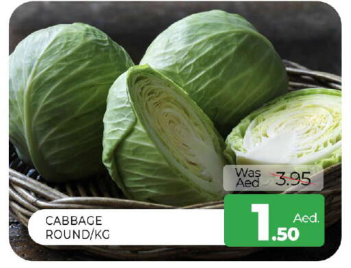 Cabbage available at المدينة in الإمارات العربية المتحدة , الامارات - الشارقة / عجمان