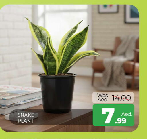 available at المدينة in الإمارات العربية المتحدة , الامارات - الشارقة / عجمان