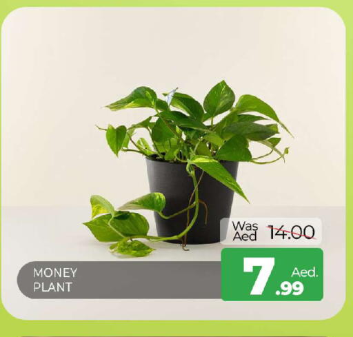 available at المدينة in الإمارات العربية المتحدة , الامارات - الشارقة / عجمان