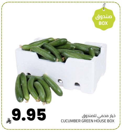 Cucumber available at Astra Markets in KSA, Saudi Arabia, Saudi - Tabuk