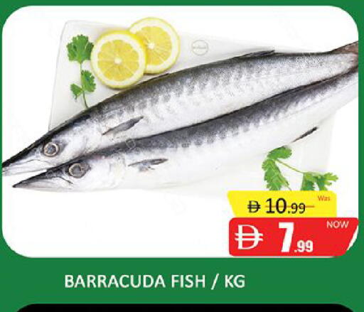 available at المدينة in الإمارات العربية المتحدة , الامارات - دبي