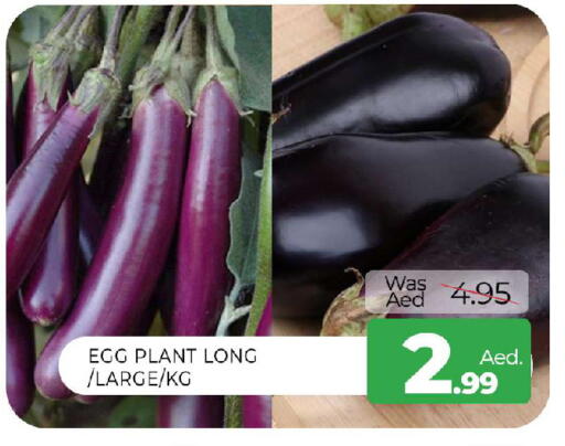 available at المدينة in الإمارات العربية المتحدة , الامارات - الشارقة / عجمان