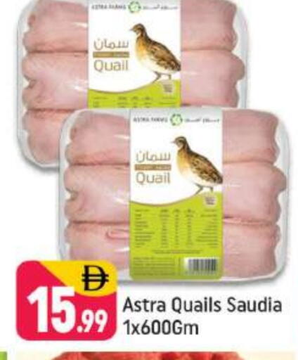 available at شكلان ماركت in الإمارات العربية المتحدة , الامارات - دبي