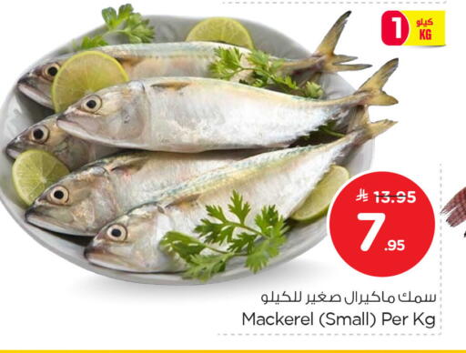 available at نستو in مملكة العربية السعودية, السعودية, سعودية - الخبر‎