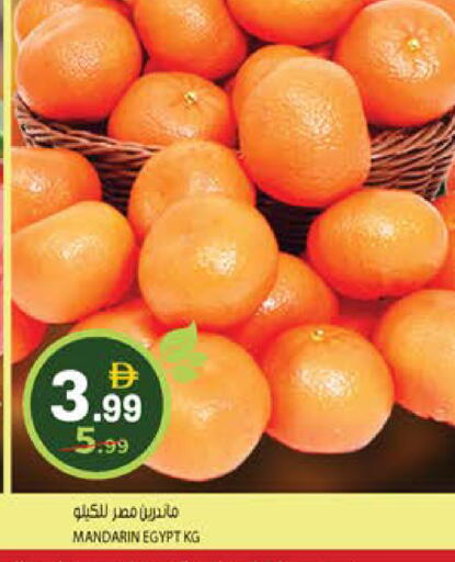 Mandarin from Egypt available at Hashim Hypermarket in UAE - Sharjah / Ajman