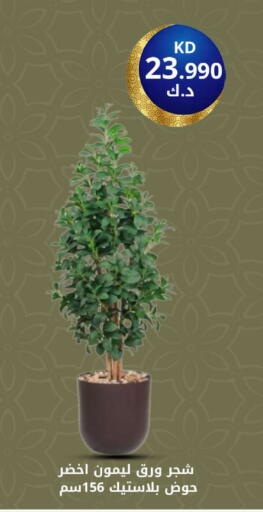 available at شركة سوق ميم المركزي  in الكويت - محافظة الأحمدي