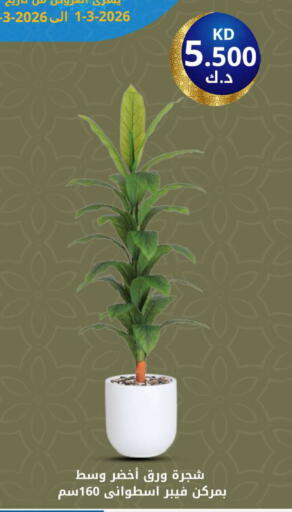 available at شركة سوق ميم المركزي  in الكويت - محافظة الأحمدي