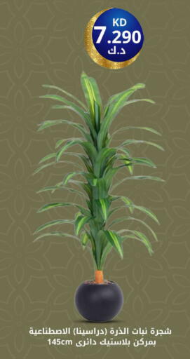 available at شركة سوق ميم المركزي  in الكويت - محافظة الأحمدي