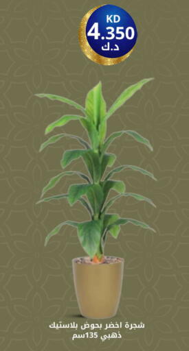 available at شركة سوق ميم المركزي  in الكويت - محافظة الأحمدي