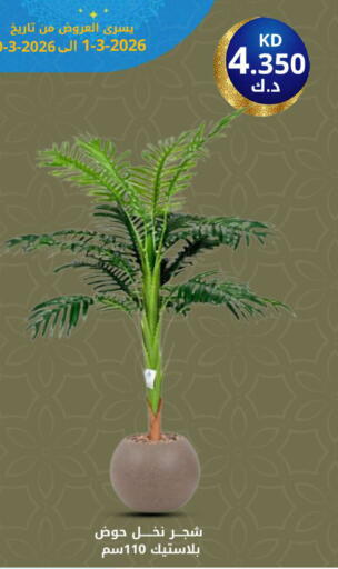 available at شركة سوق ميم المركزي  in الكويت - محافظة الأحمدي