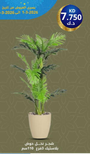 available at شركة سوق ميم المركزي  in الكويت - محافظة الأحمدي