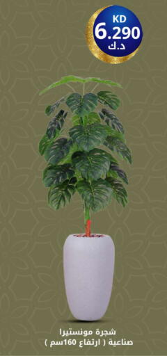 available at شركة سوق ميم المركزي  in الكويت - محافظة الأحمدي