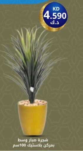 available at شركة سوق ميم المركزي  in الكويت - محافظة الأحمدي