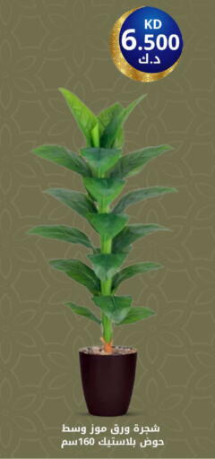 available at شركة سوق ميم المركزي  in الكويت - محافظة الأحمدي