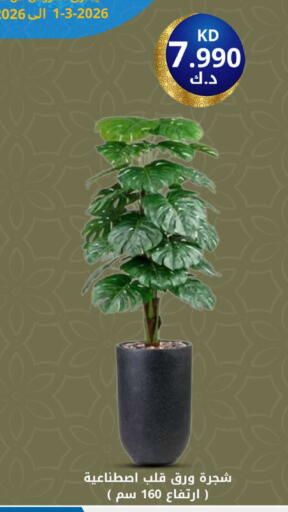 available at شركة سوق ميم المركزي  in الكويت - محافظة الأحمدي