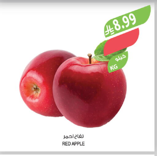 Apple available at Farm  in KSA, Saudi Arabia, Saudi - Sakaka