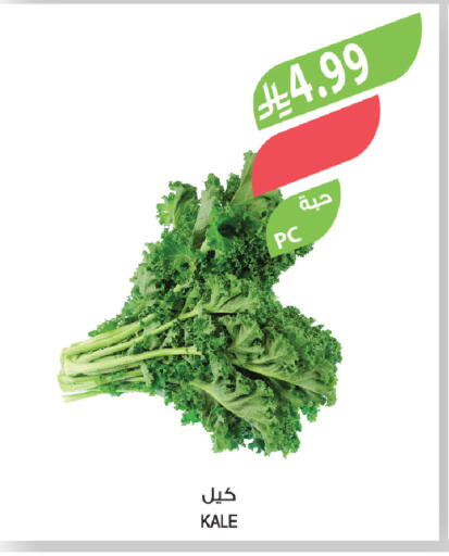Kale available at المزرعة in مملكة العربية السعودية, السعودية, سعودية - سكاكا